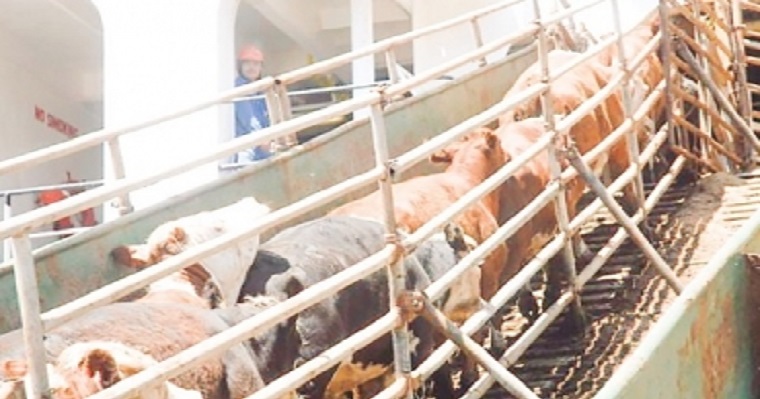 Colombia exportará 8.850 bovinos a Irak y al Líbano en noviembre