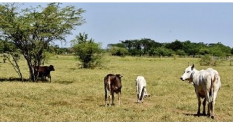 Escasez de ganado en Córdoba dispara precio en más de $700 por kilo