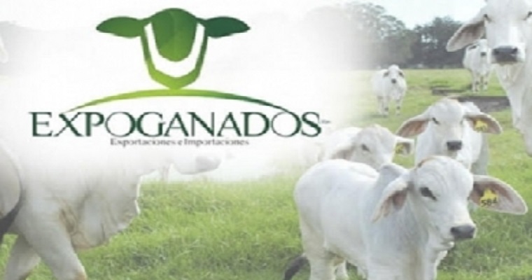 Hemos exportado 13.000 bovinos a Irak en solo 3 meses