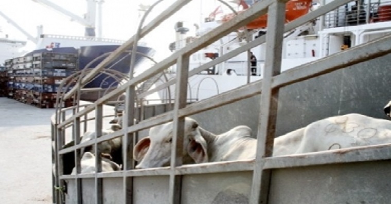 Se retrasa exportación de 10 mil cabezas de ganado a Egipto