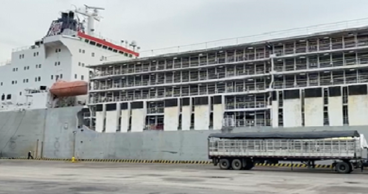 Empresas colombianas comenzaron a exportar 47 000 machos bovinos al Medio Oriente