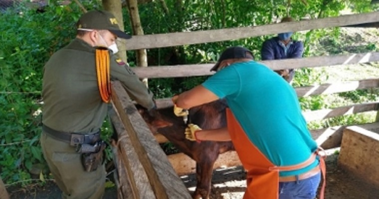 Ciclo I avanza satisfactoriamente y se han vacunado 13,8 millones de bovinos