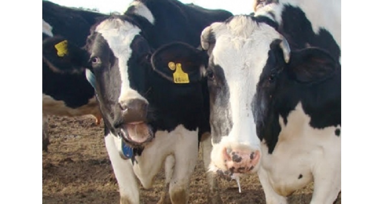 Cambios fisiológicos en un bovino cuando se estresa