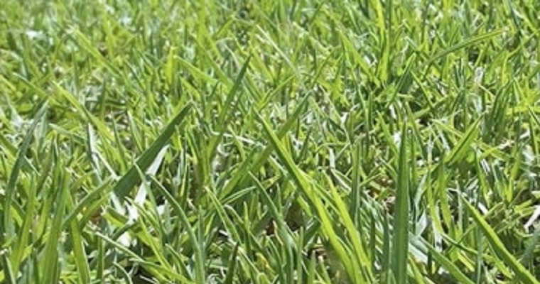 Por estas razones el pasto kikuyo es recomendado para producción de leche en trópico alto