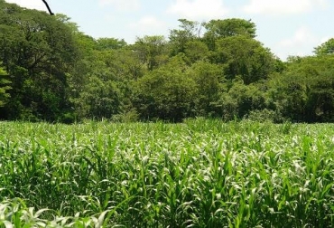 La luz es la fuente de vida de los silvopastoriles