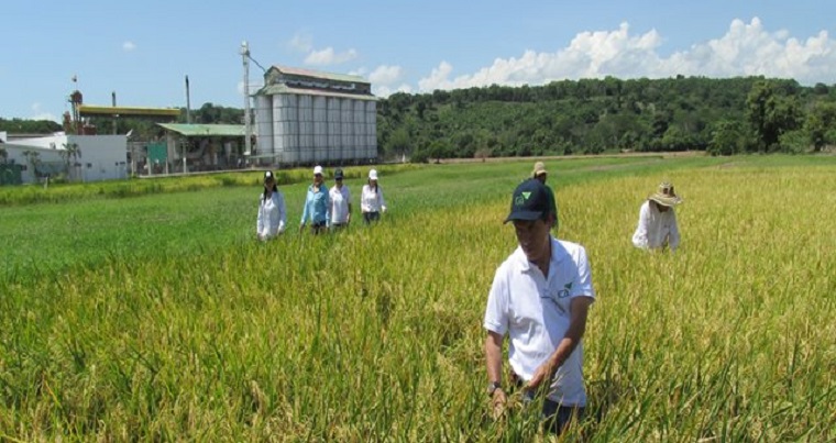 Minagricultura invita a arroceros a inscribirse en el Plan de Ordenamiento de la Producción