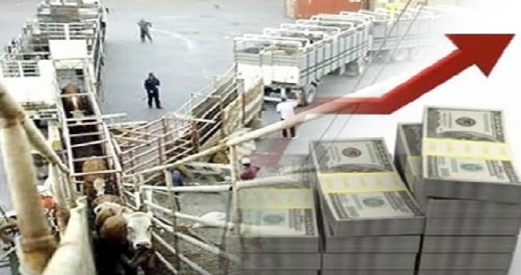 “Esperamos exportar 25 mil bovinos más en el 2019”: Miguel Dulcey