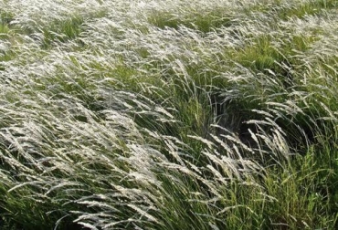 Pasto Vidal es óptimo para los esquemas silvopastoriles