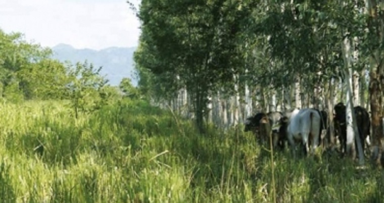 Mortalidad bovina del Bajo Sinú, se soluciona con la producción de silvopastoriles