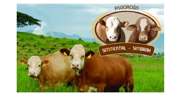 Colombia comenzó a seleccionar bovinos Simmental con el índice ZAR