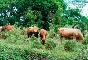 Ganadería basada en sistemas silvopastoriles responde a tendencia mundial