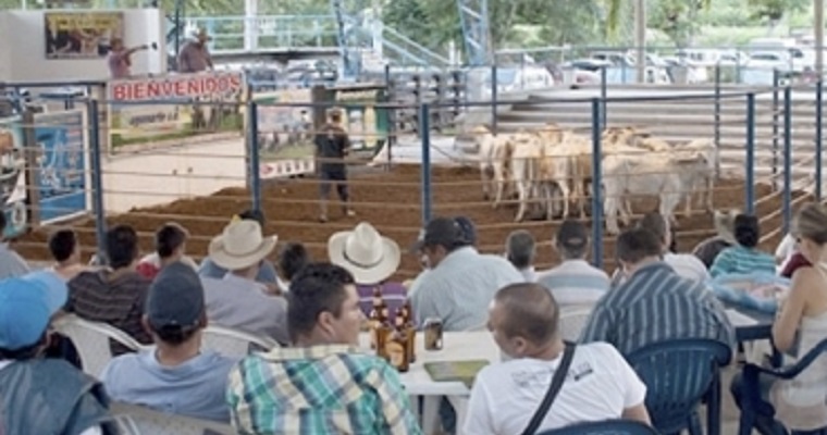Llegaría el esquema de subasta de ganado al departamento de Boyacá