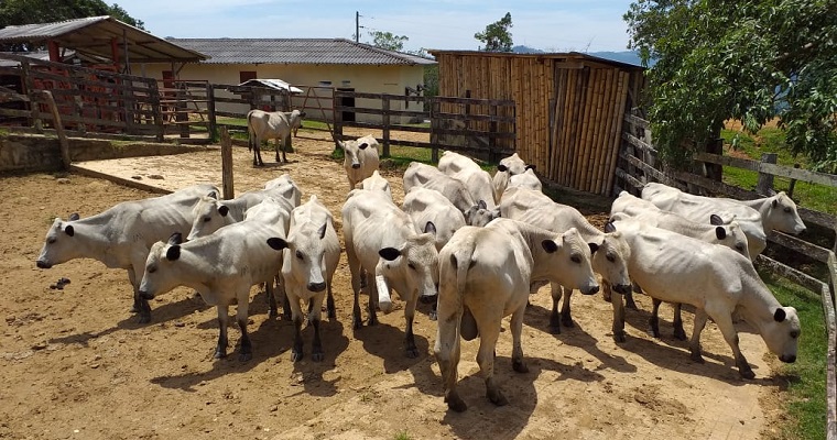 El Centro de Investigación El Nus oferta tres lotes de machos Blanco Orejinegro para ceba