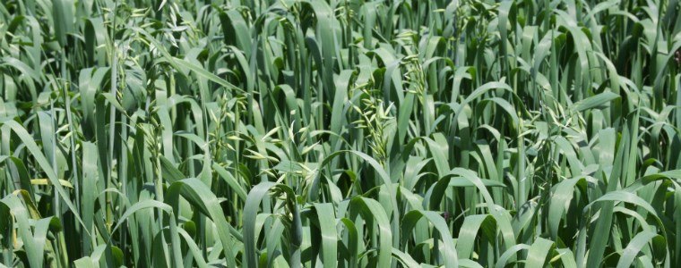 Altoandina: Nueva variedad mejorada de avena forrajera