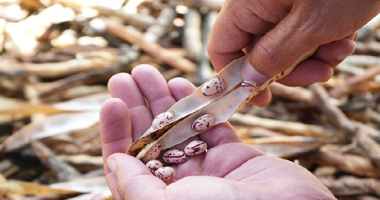 Los frijoles, su producción, comercialización y consumo mundial, fueron protagonistas en la BeanCon23 realizada en Medellín