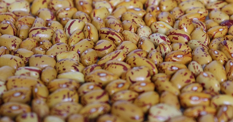 AGROSAVIA tras el rescate, aprovechamiento productivo y desarrollo tecnológico del frijol liborino