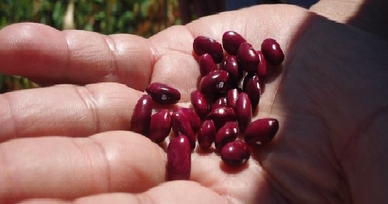 El frijol una estrategia de alimentación ancestral con alto contenido nutricional