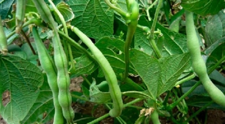 La variedad correcta para la finca correcta