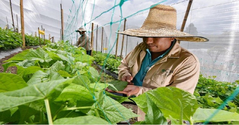 El cuidado de las semillas del futuro en tiempos de cuarentena