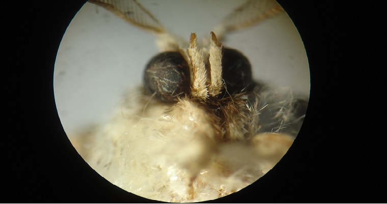 Investigadores de AGROSAVIA determinan la biología y los enemigos naturales de una nueva plaga para la guayaba en Colombia