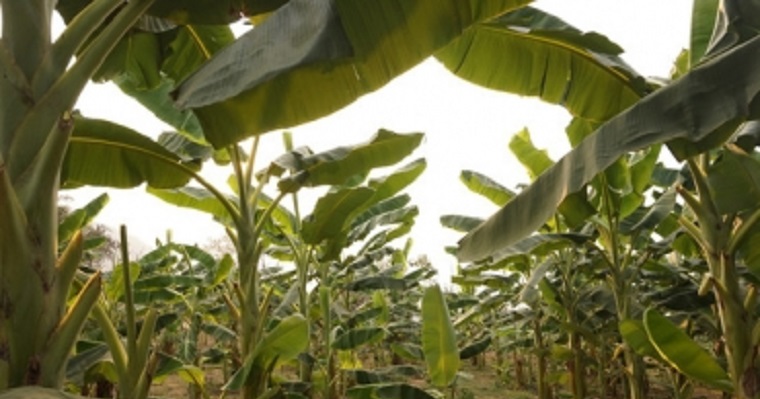 Nuevo método impide el crecimiento de hongo que afecta a los cultivos