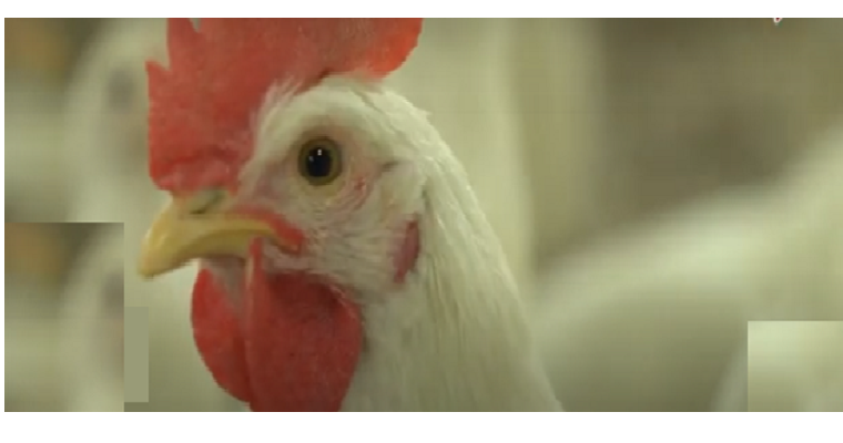 Consumo de huevo en colombia tuvo un crecimiento de 11,6% en el año de la pandemia