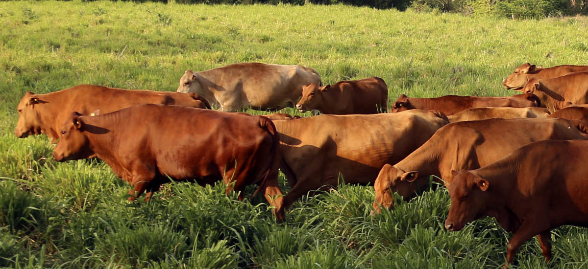 Inició en firme el segundo ciclo de vacunación contra aftosa y brucelosis bovina en todo el país - 09 de noviembre de 2016
