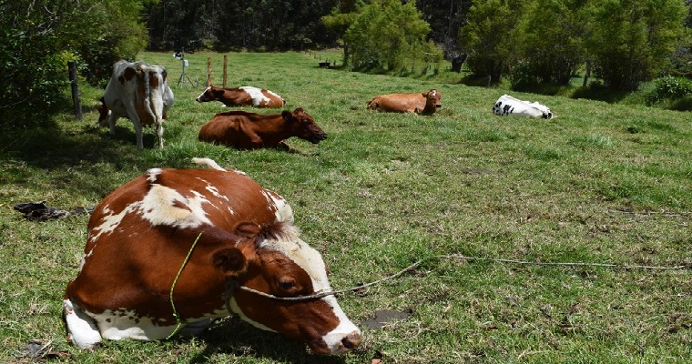 Ganaderos de Cundinamarca le apuestan a los árboles nativos en sistemas silvopastoriles para mejorar su producción láctea y disminuir la emisión de gases efecto invernadero