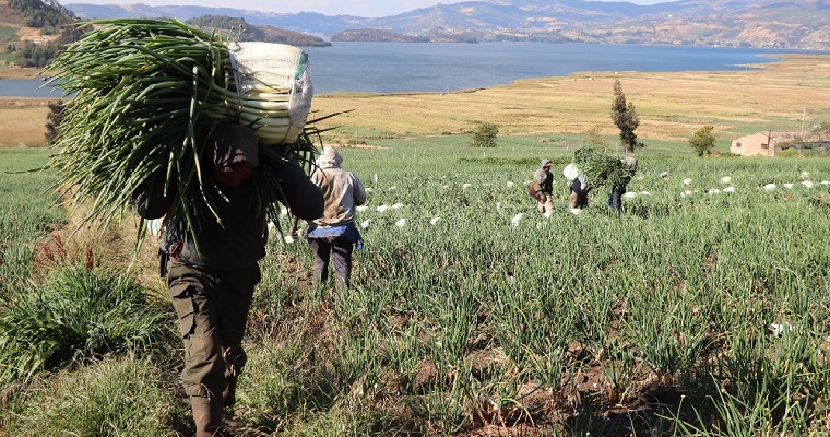 Productores de la cuenca del lago de Tota comprometidos con alcanzar la sostenibilidad mediante la incorporación de la dimensión climática y las Buenas Prácticas Agrícolas