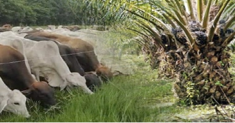 No es conveniente mezclar ganadería y palmicultura en el mismo espacio