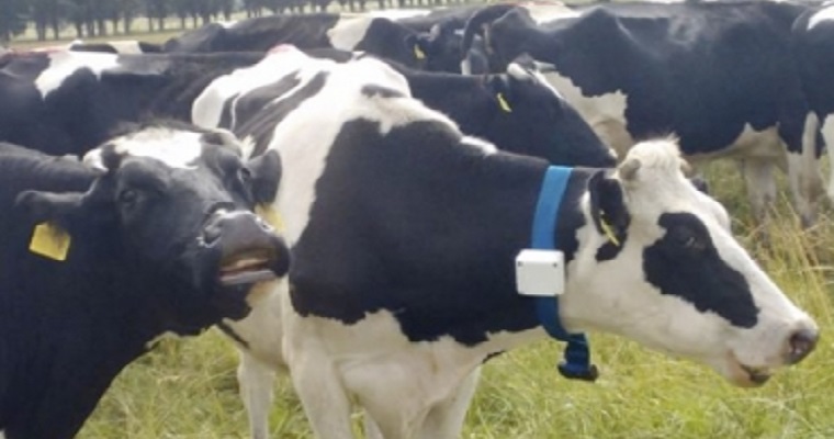 A Colombia le falta avanzar en ganadería de precisión