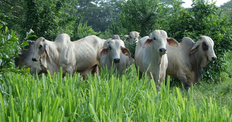 AGROSAVIA vuelve a la feria nacional ganadera en el departamento de Córdoba