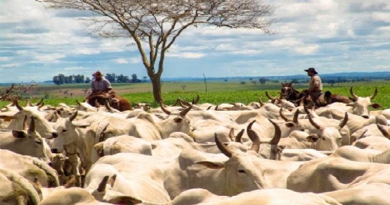 Ganadería sostenible: disminuir la contaminación aumentando la productividad
