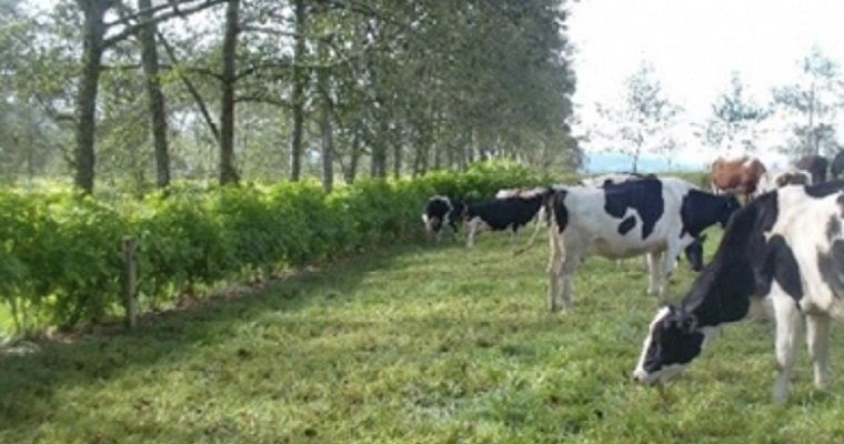 Productores de Boyacá creen que la sostenibilidad es la solución para la ganadería