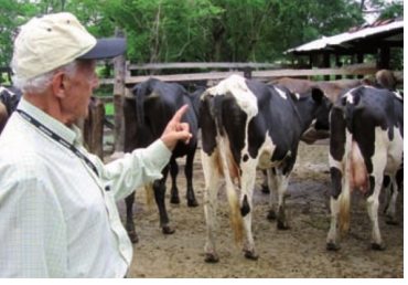 ¿Qué se debe tener en cuenta al comprar una vaca?