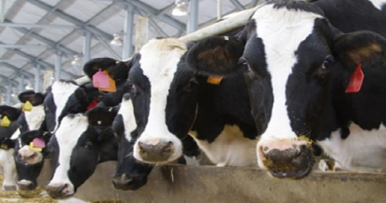 Software ayuda a prever producción lechera de futuras vacas