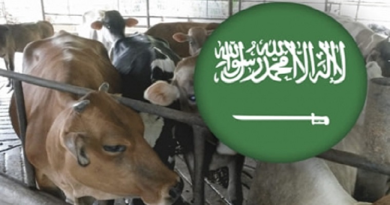 Colombia llega a Arabia Saudita: exportaría más de 100 mil animales al año