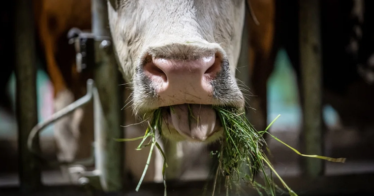 Algunos impactos negativos que genera en el ganado comer malezas de las pasturas