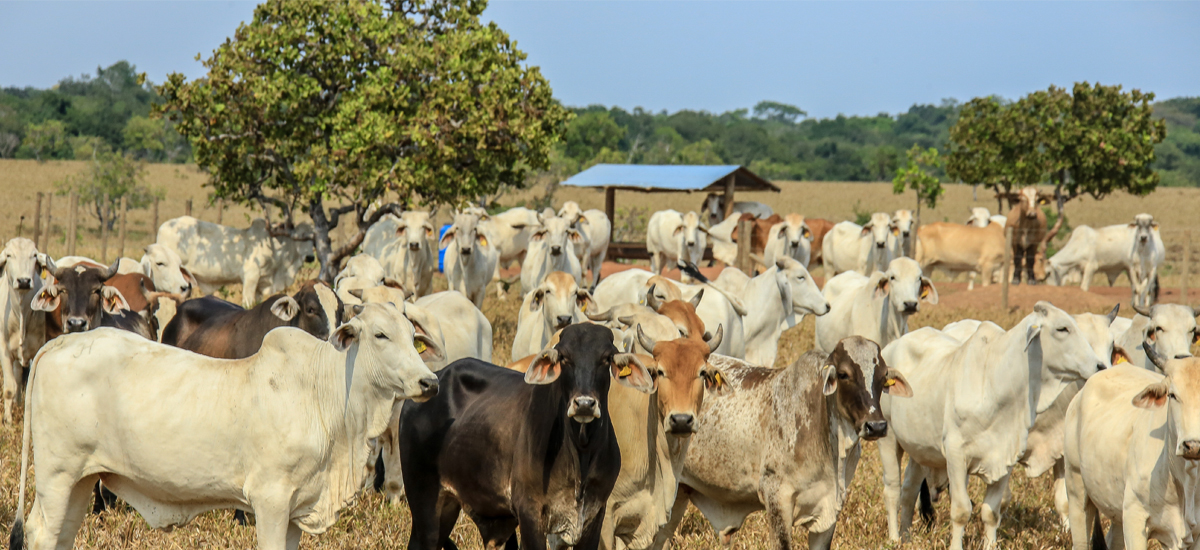 Continúa la vacunación contra la fiebre aftosa y brucelosis bovina...
