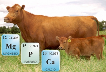 Potasio y zinc para reducir el estrés calórico en bovinos
