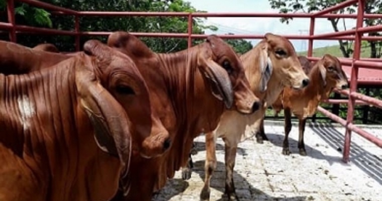 Con las exportaciones, productores piden incentivar la retención de vientres