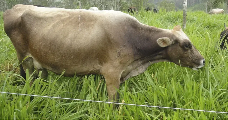Cómo utilizar la agresividad de pastoreo para elevar la productividad de la finca
