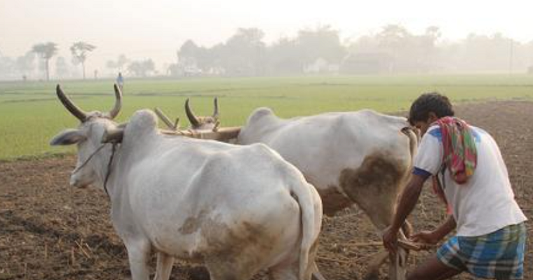 Un nuevo estudio revela que las inversiones estratégicas en 5 países son la clave para afrontar los retos climáticos en la producción ganadera