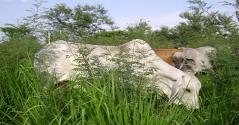 El negocio de los eructos: los científicos ‘huelen’ ganancias en las emisiones de las vacas