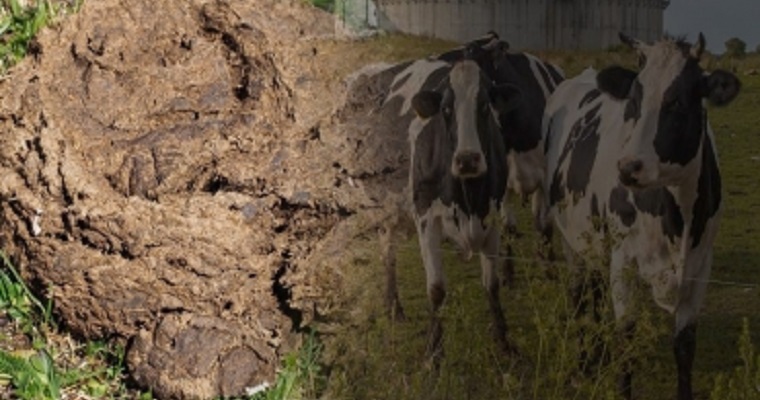 El estiércol, más que un desecho, un indicador de la salud del ganado