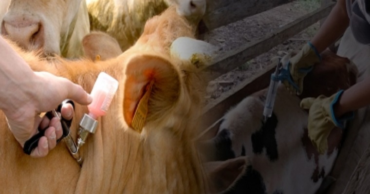 Conozca los 9 tipos de vacuna que se deben aplicar al ganado