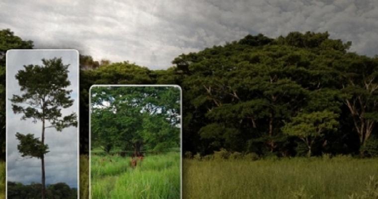 Estos son los árboles más preciados por los ganaderos