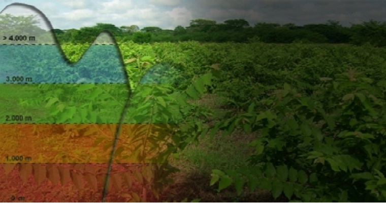 Construya su banco forrajero según el piso térmico