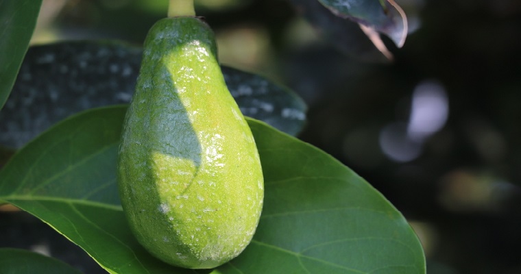 Productores de aguacate del Tolima exploran modelos de producción sostenible y criterios de exportación en gira técnica