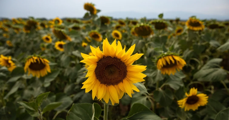 Usar compost para mejorar la absorción de nutrientes a partir de residuos de girasol